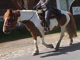 Bayerischer Wald